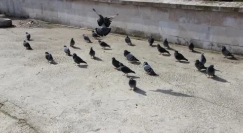 SARAY'DA GÜVERCİNLER YEM BULMAKTA ZORLANIYOR