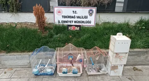 Haber Resmi