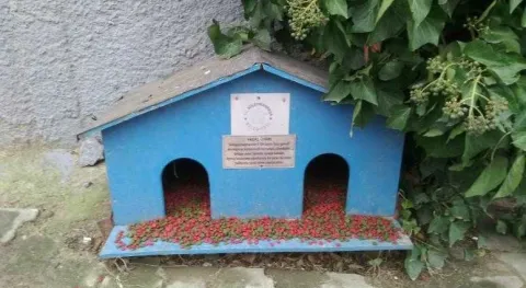 Haber Resmi