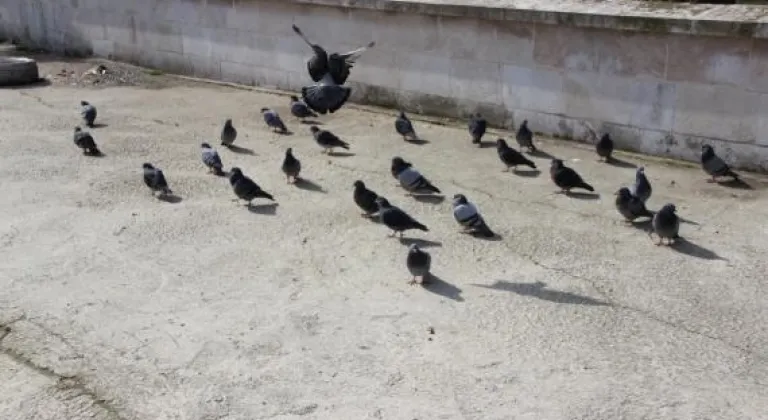SARAY'DA GÜVERCİNLER YEM BULMAKTA ZORLANIYOR