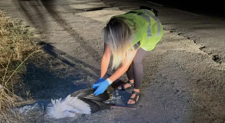 Çorlu’da 15 Leylek Elektrik Akımına Kapılarak Öldü