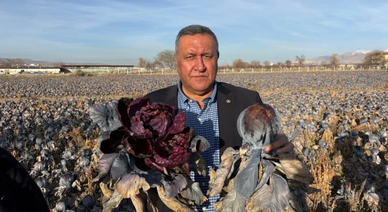 Gürer: “Kara Lahana Tarlada Kaldı, Markette Fiyatı Katladı”