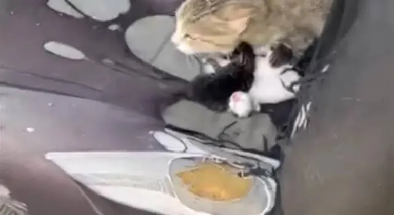 Kedinin Fark Ettiği Yılan İtfaiye Ekiplerince Kurtarıldı