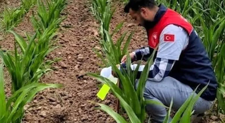 Manşet Resmi