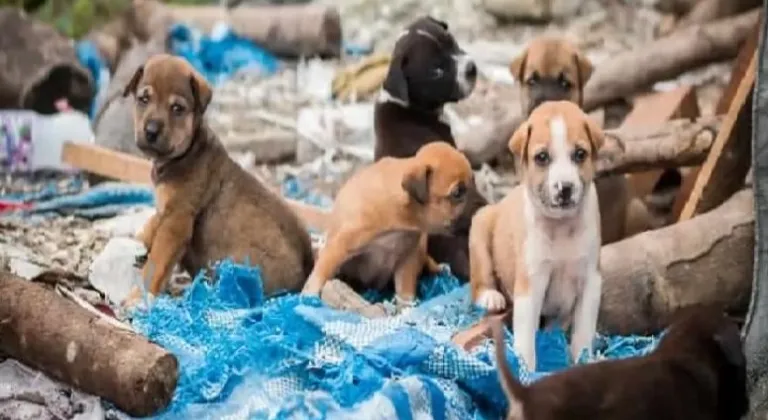 Kırklareli'nden kısa kısa