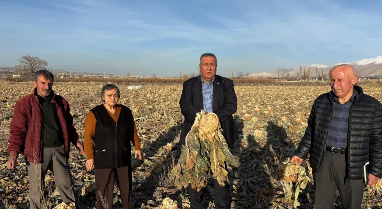 Niğde Bor’da Karnabahar Da Tarlada Kaldı 