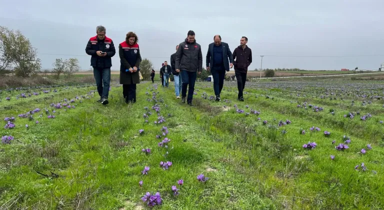 Saray’da Safran Bereketi: Göçerler’de “Kırmızı Altın” Toplandı