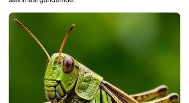 Manşet Resmi