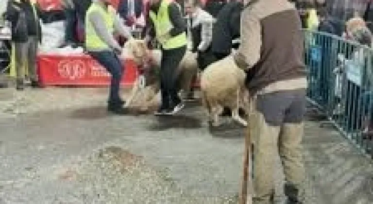 Tekirdağ’da Damızlık Koçlar Yarıştı