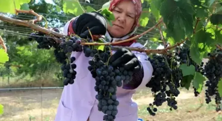 Tekirdağ’da Trakya İlkeren Üzüm Hasadı Başladı