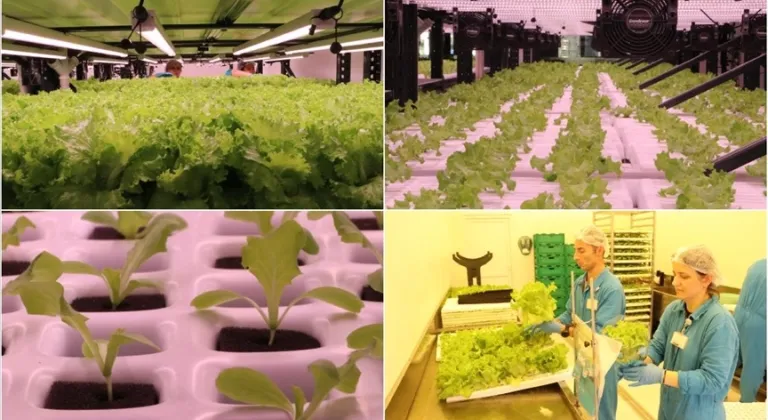 Tekstil Fabrikasında Topraksız Tarım: Gamze Çapkınoğlu’dan Yenilikçi Bir Adım